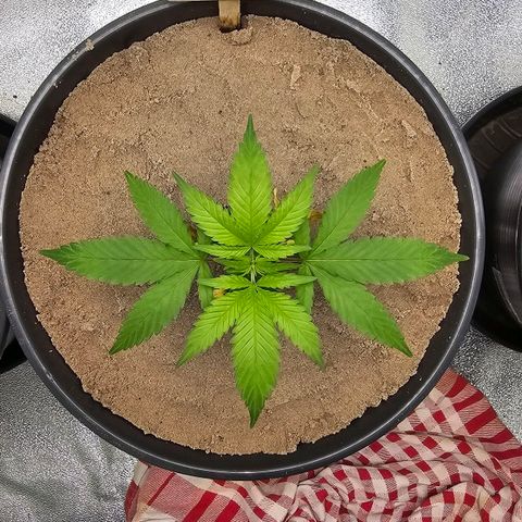 Pearl growlog timeline photo