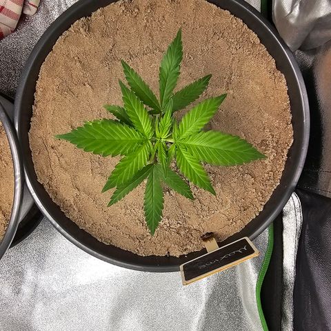 Maxine growlog timeline photo