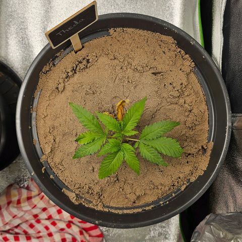 Theda growlog timeline photo
