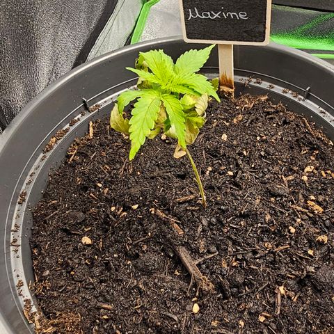 Maxine growlog timeline photo