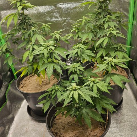 Pearl growlog timeline photo