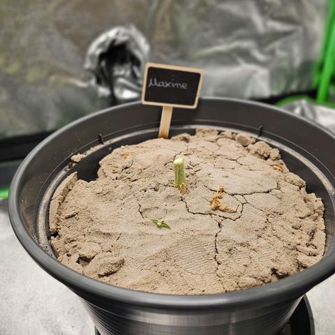 Maxine growlog timeline photo