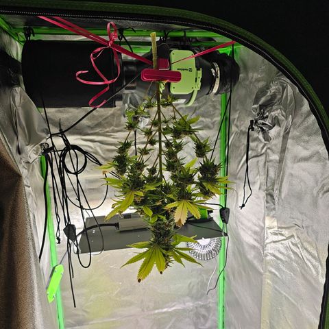 Maxine growlog timeline photo