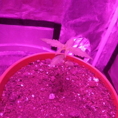 Brahma growlog timeline photo
