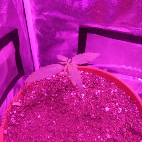 Radha growlog timeline photo