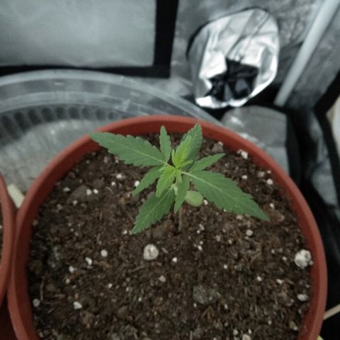 Brahma growlog timeline photo