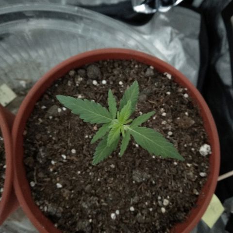 Brahma growlog timeline photo