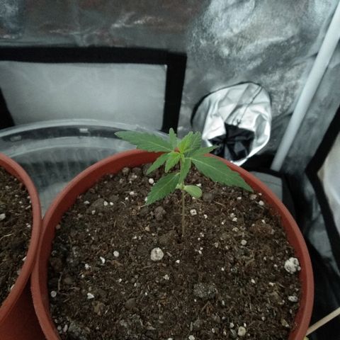 Brahma growlog timeline photo