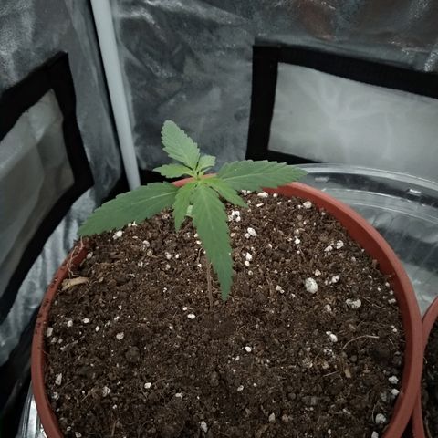 Radha growlog timeline photo