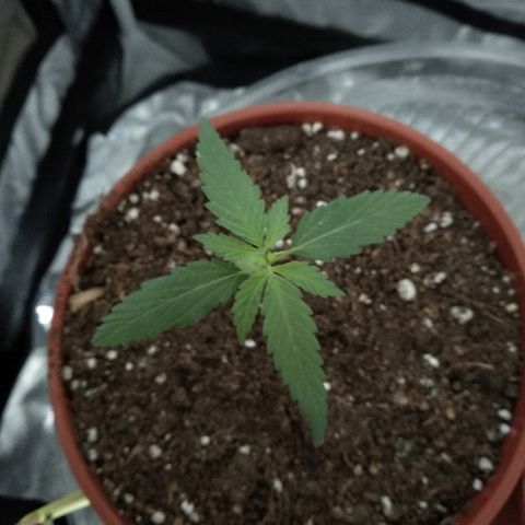 Radha growlog timeline photo