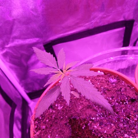 Radha growlog timeline photo