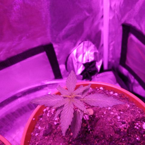 Brahma growlog timeline photo