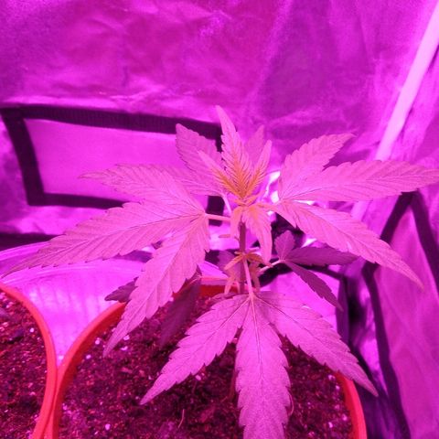 Brahma growlog timeline photo
