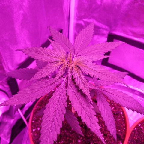 Radha growlog timeline photo
