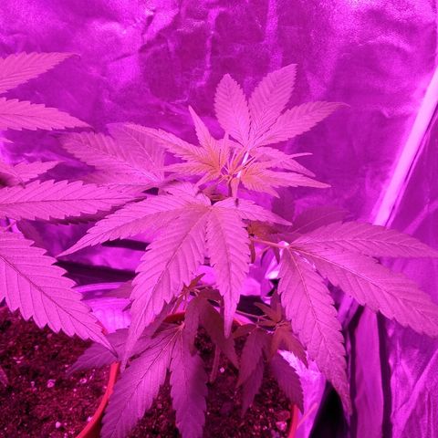 Brahma growlog timeline photo