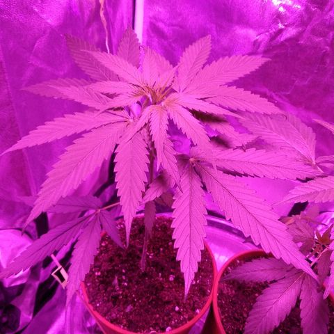 Radha growlog timeline photo
