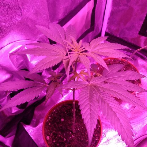 Brahma growlog timeline photo
