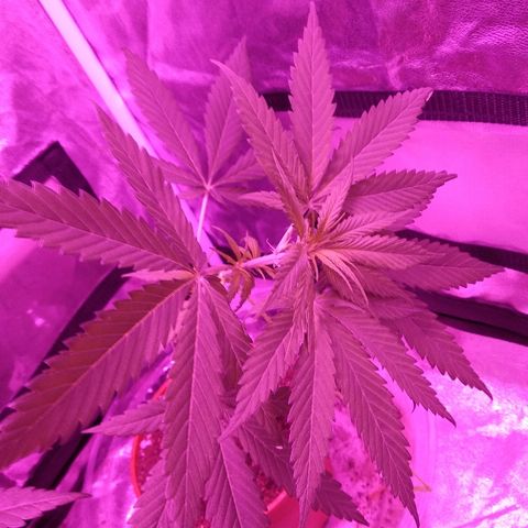 Radha growlog photo: Coloquei uma maceta a mais no grow para plantar a Romulan. 
Coloquei Radha para trás e entortei para que pegue mais luz do lado. Coloquei a luz mais para baixo tbm.