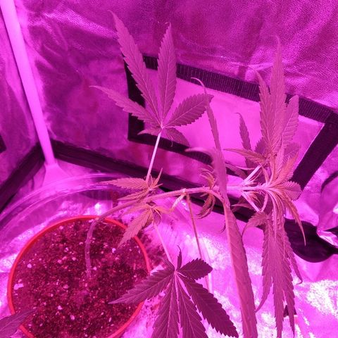 Radha growlog photo: Coloquei uma maceta a mais no grow para plantar a Romulan. 
Coloquei Radha para trás e entortei para que pegue mais luz do lado. Coloquei a luz mais para baixo tbm.