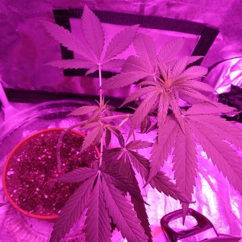 Radha growlog photo: Depois da torção 