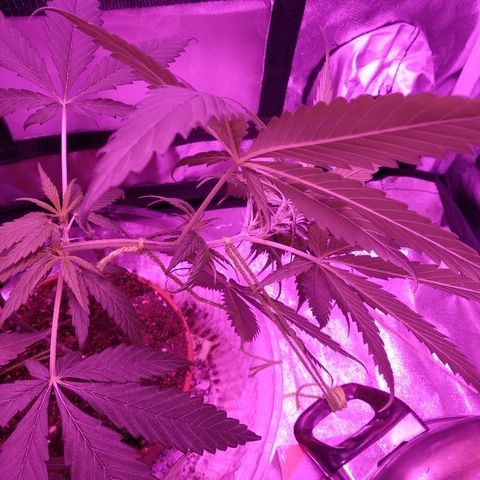 Radha growlog photo: Amarração da ponta para baixo e uma âncora pegando a curva