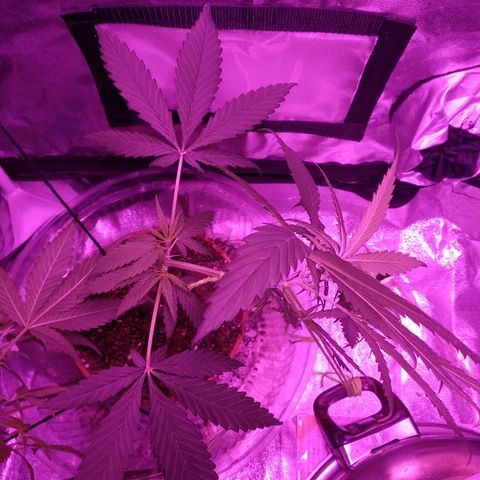 Radha growlog photo: Amarração da ponta para baixo e uma âncora pegando a curva