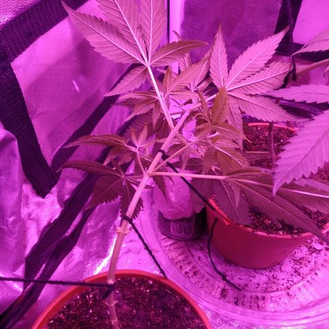 Brahma growlog photo: Primeira amarração. Praticamente 45 graus com âncoras feitas 