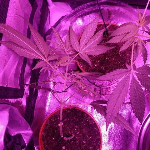 Brahma growlog photo: Primeira amarração. Praticamente 45 graus com âncoras feitas 