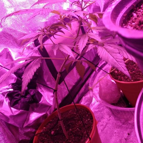 Brahma growlog timeline photo