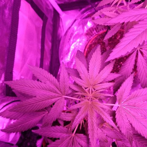 Brahma growlog timeline photo