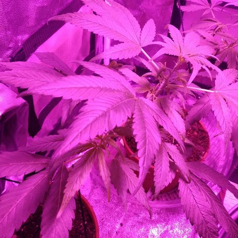 Brahma growlog timeline photo