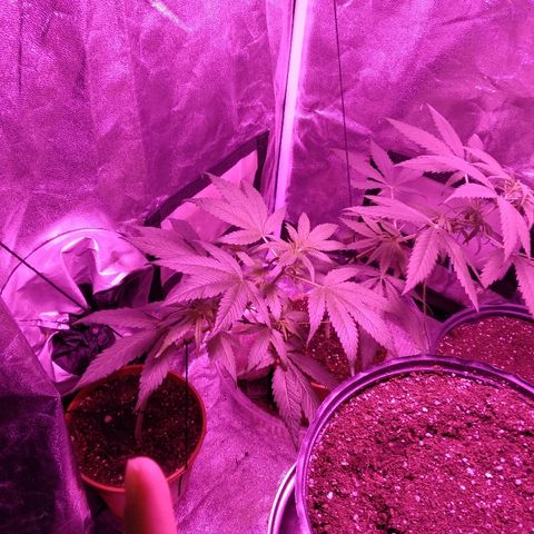Brahma growlog timeline photo