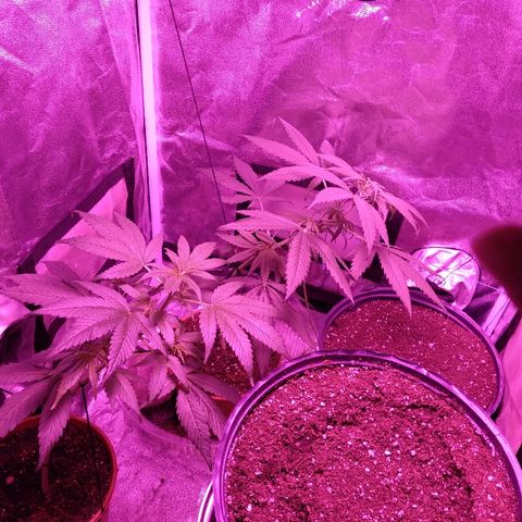 Radha growlog timeline photo