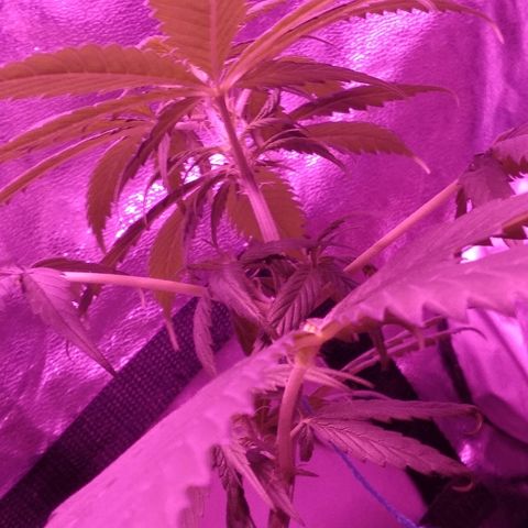 Radha growlog timeline photo