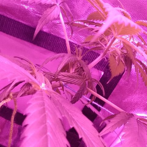 Radha growlog timeline photo