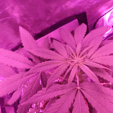 Radha growlog timeline photo