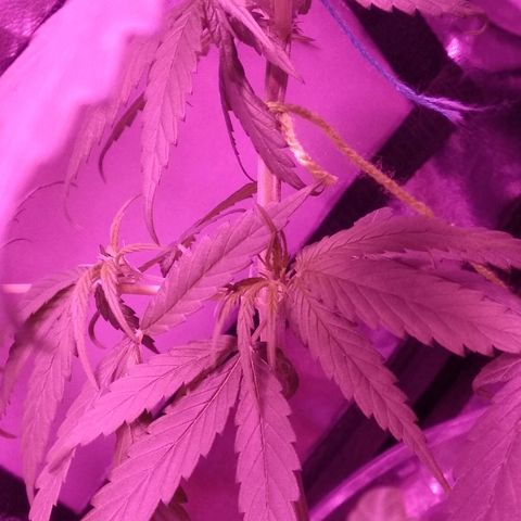 Radha growlog timeline photo