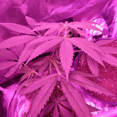 Radha growlog timeline photo