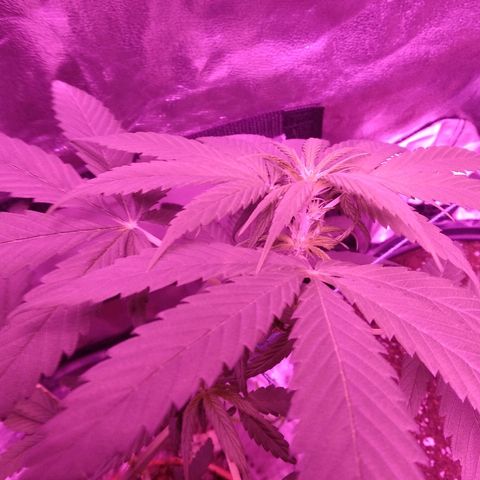 Radha growlog timeline photo