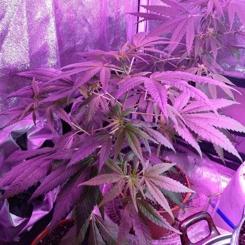 Brahma growlog timeline photo
