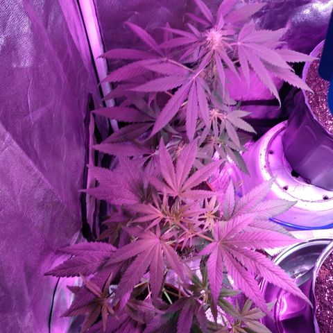 Brahma growlog timeline photo