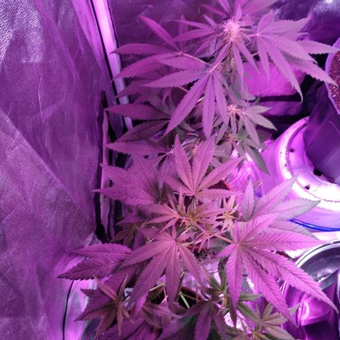 Radha growlog timeline photo