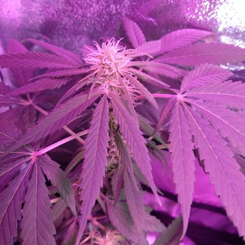 Radha growlog timeline photo