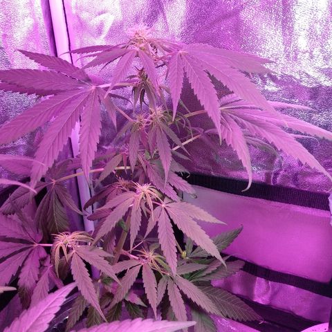 Radha growlog timeline photo