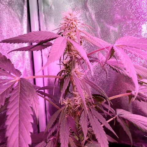 Radha growlog timeline photo