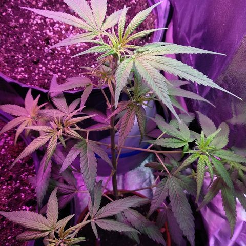 Brahma growlog timeline photo