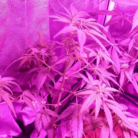 Brahma growlog timeline photo