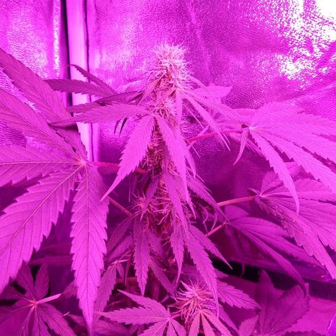 Radha growlog photo: 1 dia com o fertilizante de engorde. 
