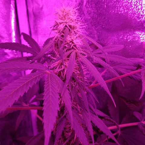 Radha growlog timeline photo