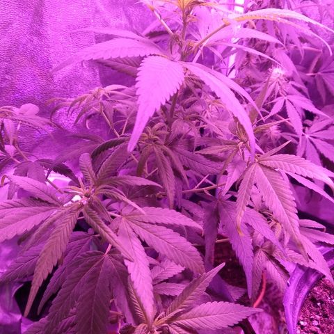 Brahma growlog timeline photo